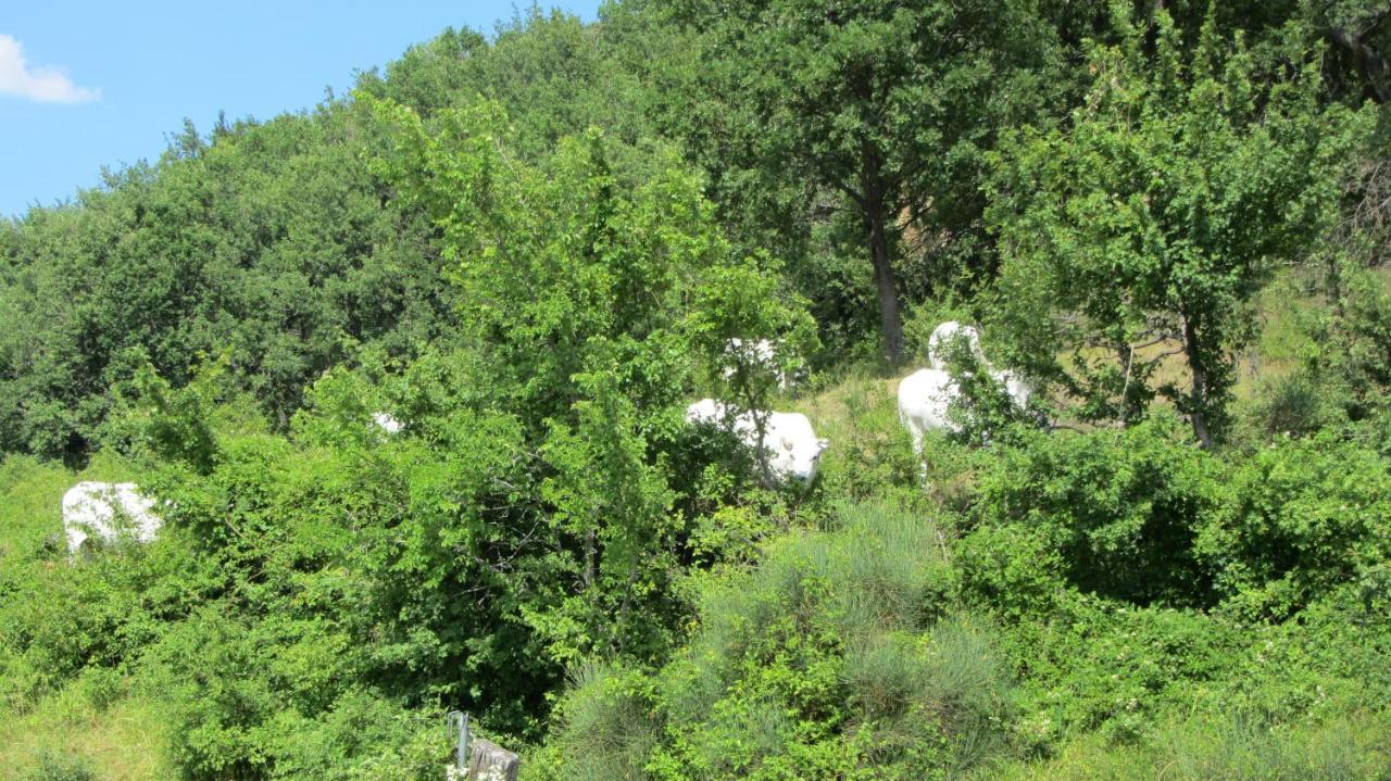 Monte Grimano Terme Casale Le Fontanelle酒店 外观 照片